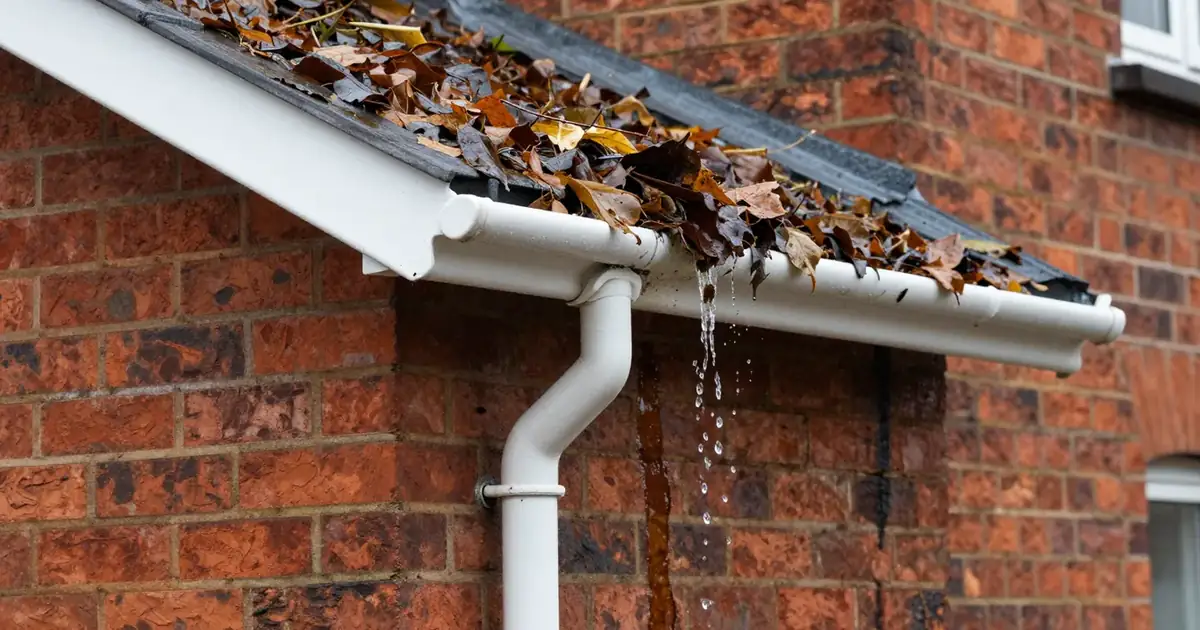 A white gutter overflowing with wet autumn leaves beside a downpipe, water dripping onto a stained red-brick wall